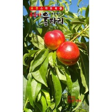 복숭아 울타리